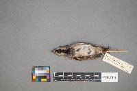 Passer domesticus image