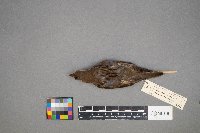 Passer domesticus image