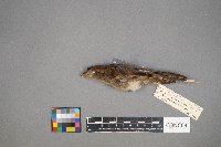 Passer domesticus image