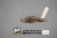 Passer domesticus image