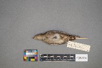 Passer domesticus image