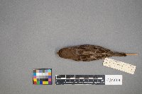 Passer domesticus image