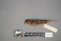 Passer domesticus image