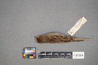 Passer domesticus image