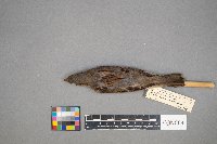 Passer domesticus image