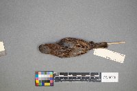 Passer domesticus image