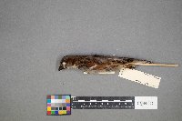 Passer domesticus image