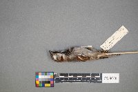 Passer domesticus image