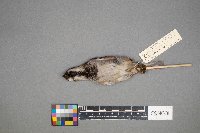 Passer domesticus image