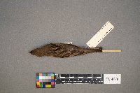 Passer domesticus image