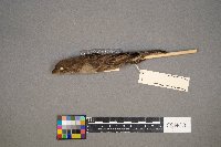 Passer domesticus image