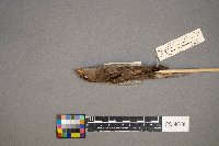 Passer domesticus image