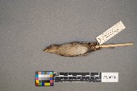 Passer domesticus image