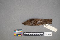 Passer domesticus image