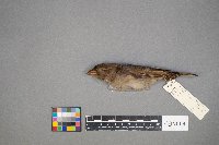 Passer domesticus image