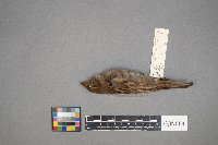 Passer domesticus image