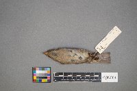 Passer domesticus image