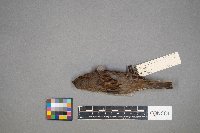 Passer domesticus image