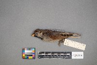 Passer domesticus image