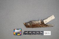 Passer domesticus image