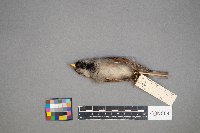 Passer domesticus image