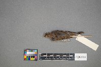 Passer domesticus image