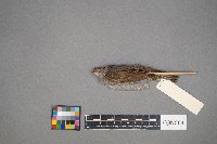 Passer domesticus image