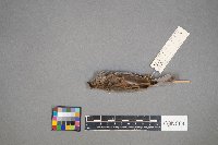 Passer domesticus image