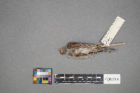 Passer domesticus image