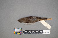 Passer domesticus image