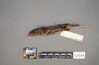 Passer domesticus image