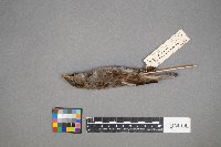 Passer domesticus image