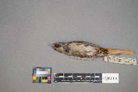 Passer domesticus image