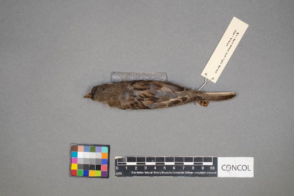 Passer domesticus image