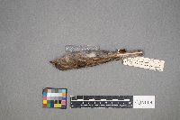 Passer domesticus image