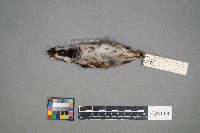 Passer domesticus image