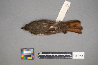 Myiarchus crinitus image