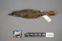 Myiarchus crinitus image