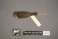 Empidonax traillii image