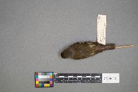 Empidonax traillii image