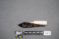 Riparia riparia image