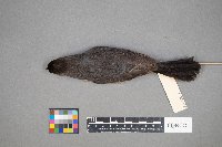 Cyanocitta cristata image