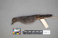 Cyanocitta cristata image