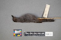 Cyanocitta cristata image