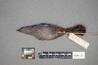 Cyanocitta cristata image