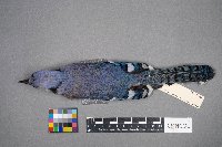 Cyanocitta cristata image