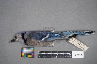 Cyanocitta cristata image