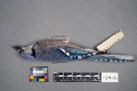 Cyanocitta cristata image