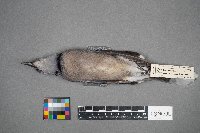 Cyanocitta cristata image