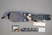 Cyanocitta cristata image